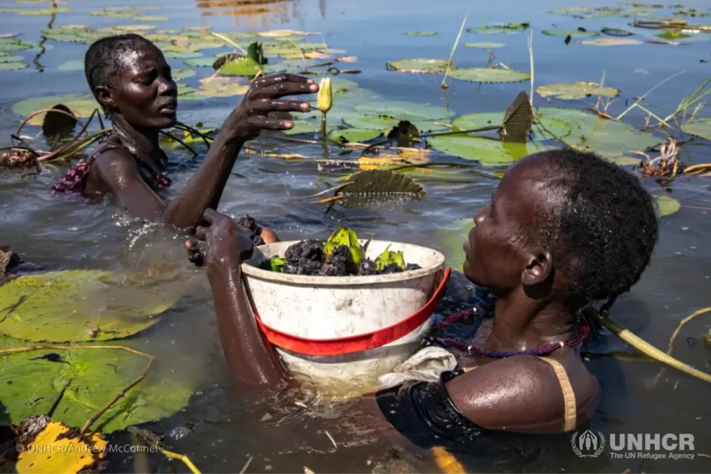 Nyayier Nyang Nai (left) and Nyawura Gatuak Ngech work together to collect the water lilies.
