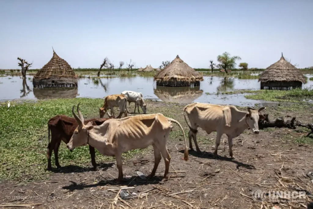 The last remaining cattle in the village of Tong. The flooding has killed hundreds of thousands of livestock.
